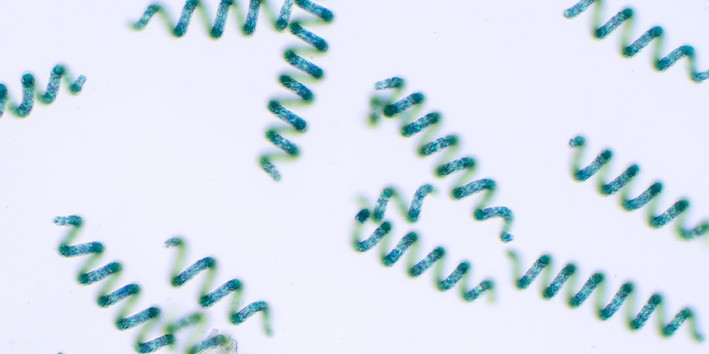 Spirulina o que e de onde vem